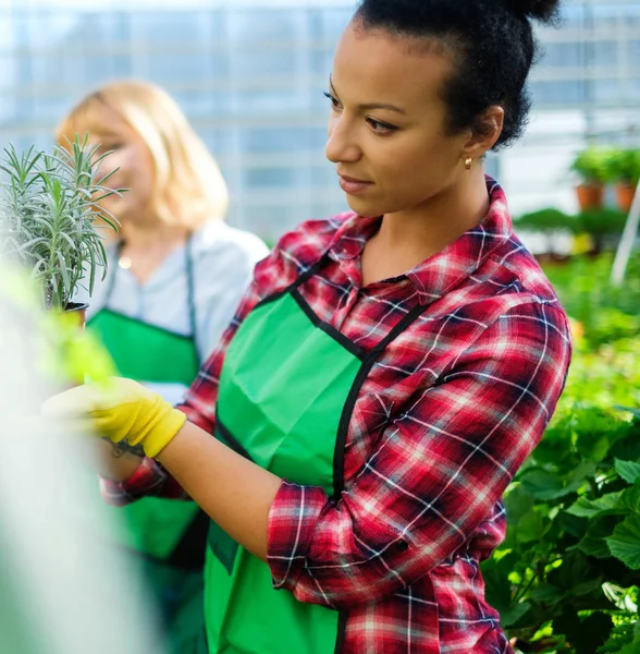 Dwóch kobiet pracujących w ogrodzie botanicznym — Zdjęcie stockowe