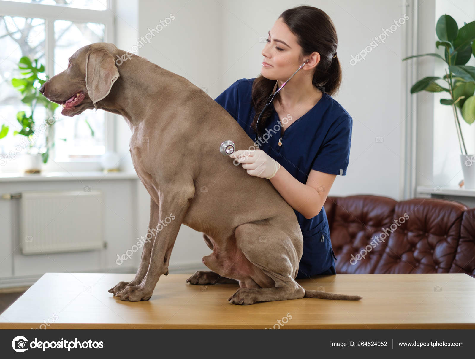 Veterinary surgeon and weimaraner dog at vet clinic Stock Photo by