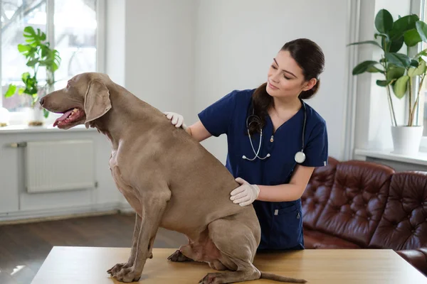 Veterinario cirujano y perro weimaraner en la clínica veterinaria — Foto de Stock