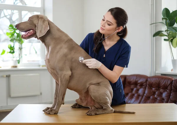Veterinario e weimaraner cane alla clinica veterinaria — Foto Stock
