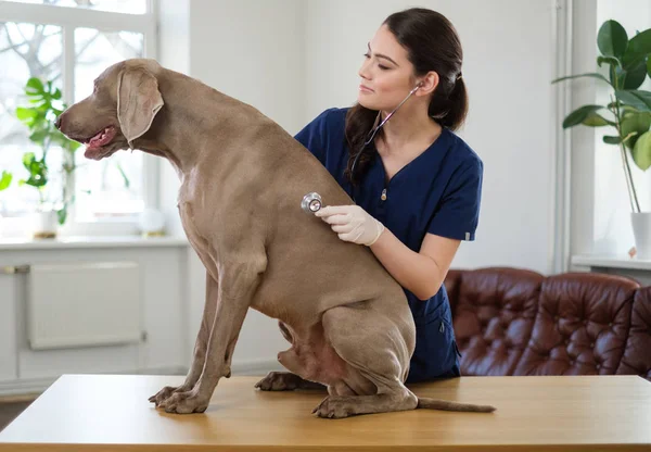 Vétérinaire et chien Weimaraner à la clinique vétérinaire — Photo