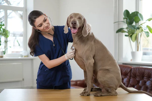 Veteriner kliniğinde veteriner cerrah ve weimaraner köpek — Stok fotoğraf