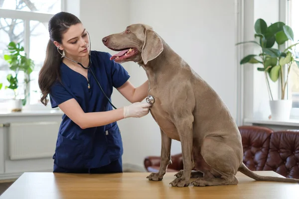 Veterinario cirujano y perro weimaraner en la clínica veterinaria — Foto de Stock