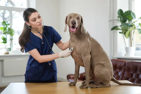 Állatorvos sebész és Weimaraner kutya-on veterán rendelőintézet — Stock Fotó