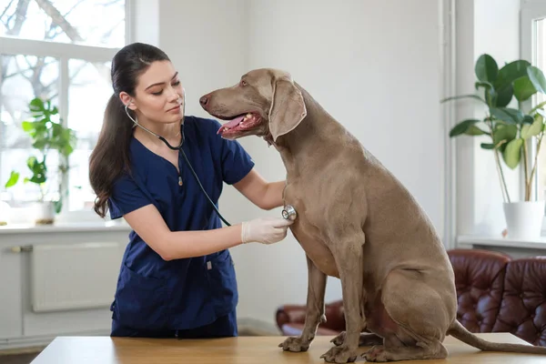 Ветеринарний хірург і собака-втікач у ветеринарній клініці — стокове фото