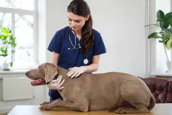 Vétérinaire et chien Weimaraner à la clinique vétérinaire — Photo