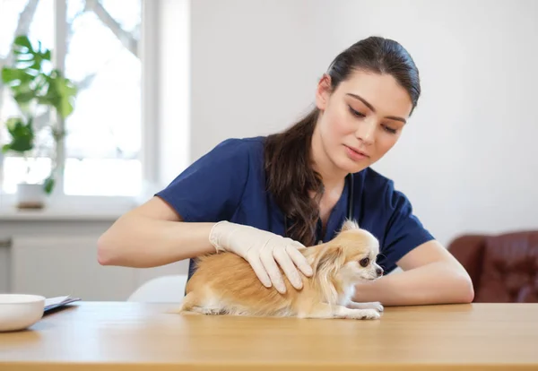 Állatorvos sebész és Chihuahua kutya-on veterán rendelőintézet — Stock Fotó