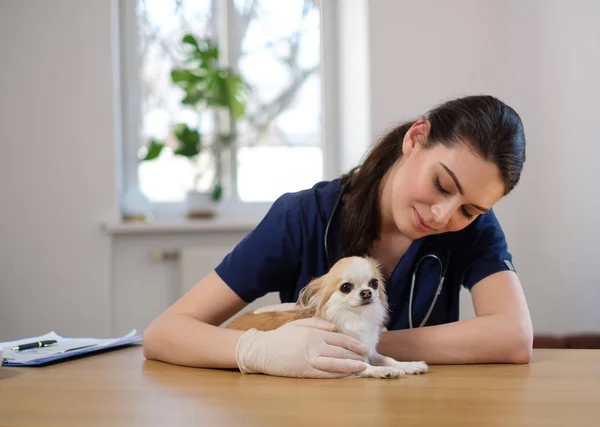 Dokter hewan dan anjing chihuahua di klinik dokter hewan — Stok Foto