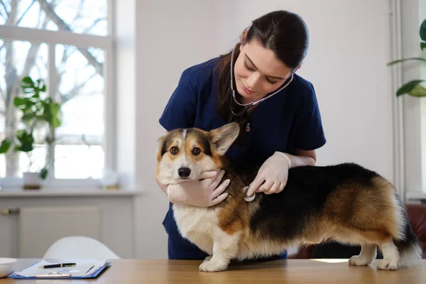 Veterinário e corgi cão na clínica veterinária — Fotografia de Stock