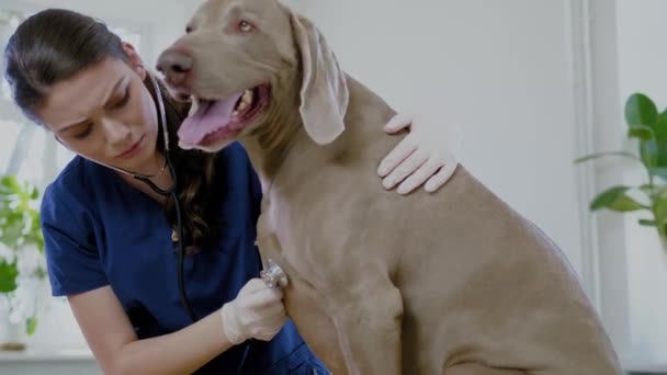 Veteriner kliniğinde veteriner cerrah ve weimaraner köpek — Stok video