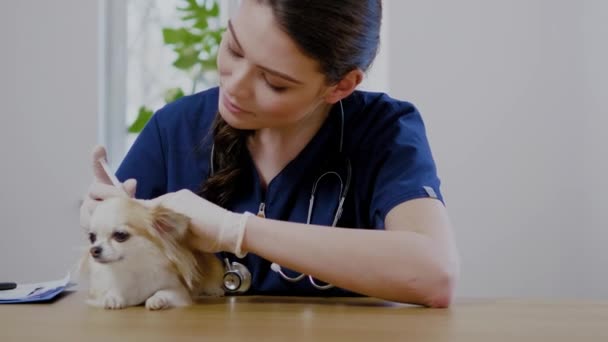 Weterynarz chirurg i pies Chihuahua w klinice weterynaryjnej — Wideo stockowe