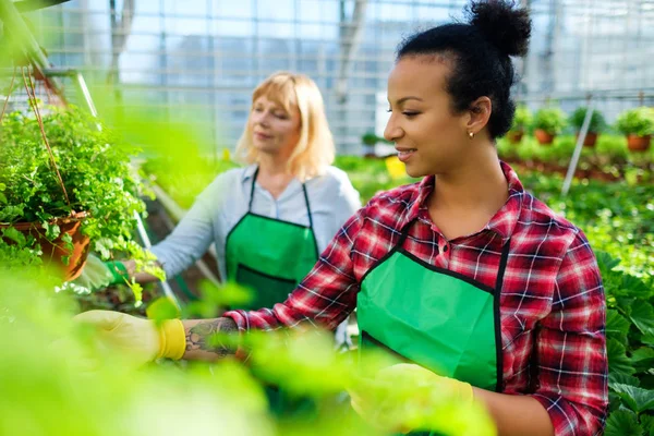 Dwóch kobiet pracujących w ogrodzie botanicznym — Zdjęcie stockowe