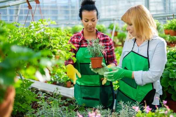 Dwóch kobiet pracujących w ogrodzie botanicznym — Zdjęcie stockowe