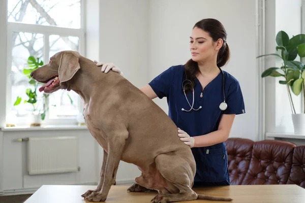 Veterinario cirujano y perro weimaraner en la clínica veterinaria —  Fotos de Stock