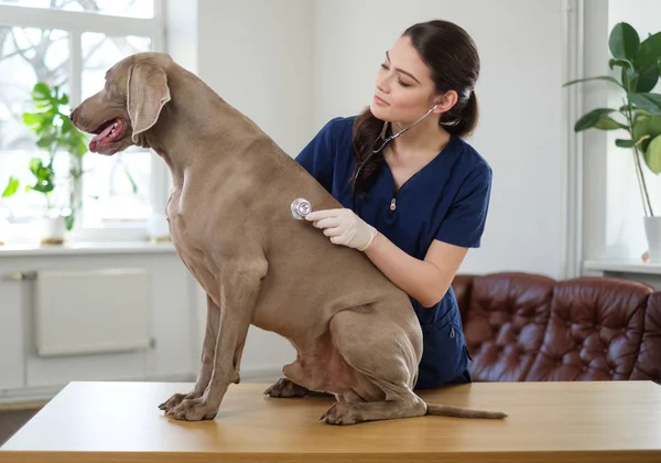 Vétérinaire et chien Weimaraner à la clinique vétérinaire — Photo