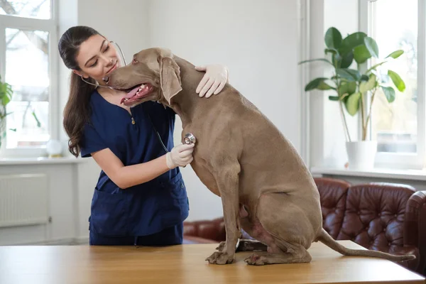 Vétérinaire et chien Weimaraner à la clinique vétérinaire — Photo