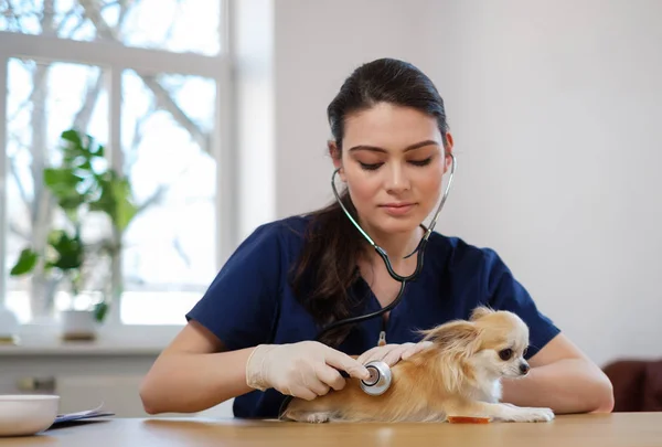 Veterinario cirujano y perro chihuahua en clínica veterinaria — Foto de Stock