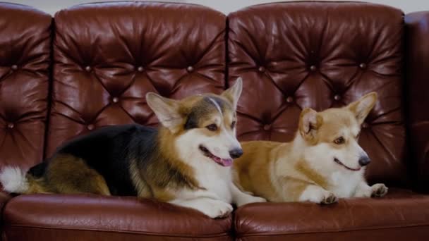 Bir kanepeüzerinde iki sevimli corgi köpek — Stok video