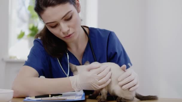 Veterinární chirurg a siamská kočka na veterinářství — Stock video