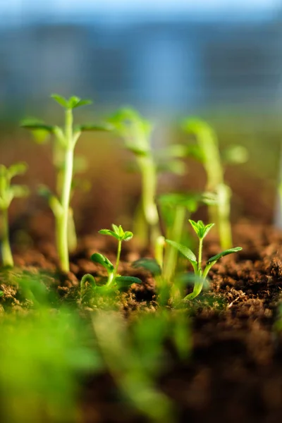 Seedlings in a botanical greenhouse. — Stock Photo, Image