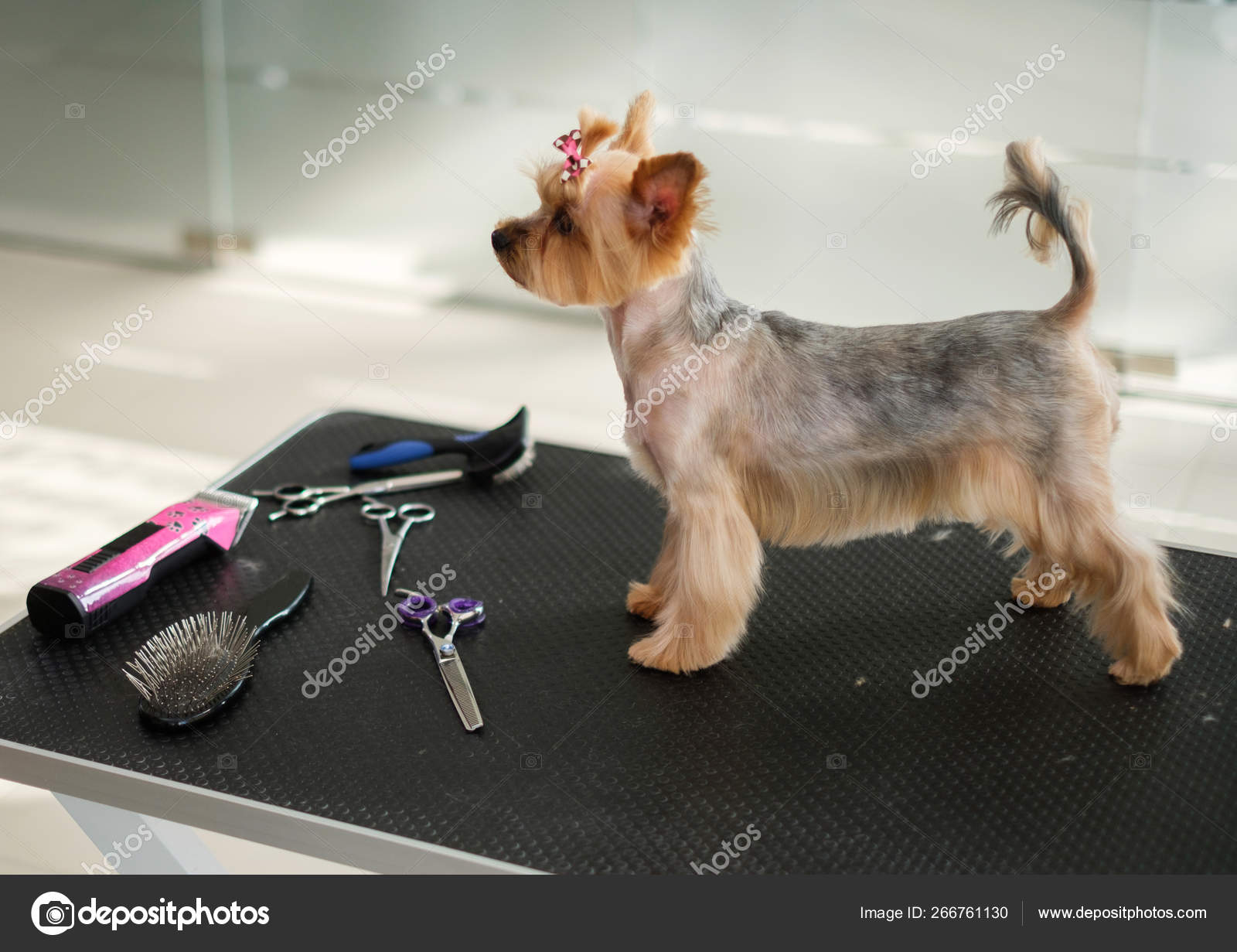 do yorkshire terriers need haircuts