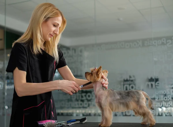 Yorkshire terrier a un salone di toelettatura di cane — Foto Stock