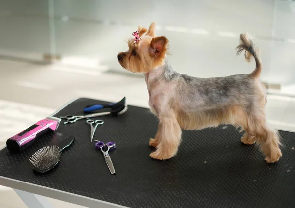 Yorkshire terrier dans un salon de toilettage pour chiens — Photo