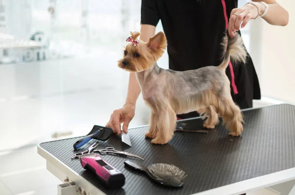 Yorkshire terrier em um salão de preparação de cães — Fotografia de Stock