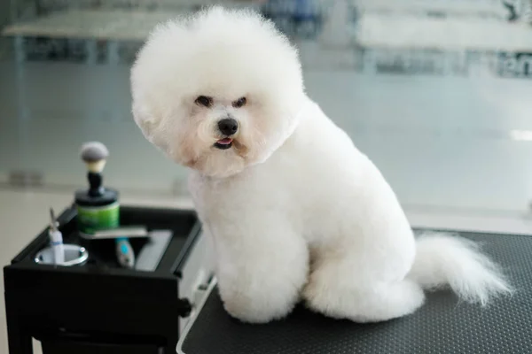 Bichon Fries en una peluquería de perros — Foto de Stock