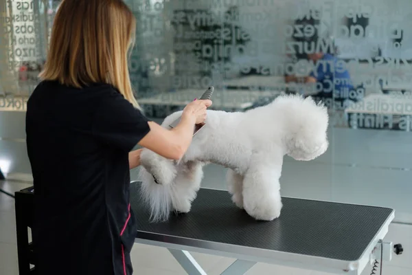 Bichon Fries dans un salon de toilettage pour chiens — Photo