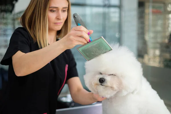 Bichon Fries dans un salon de toilettage pour chiens — Photo