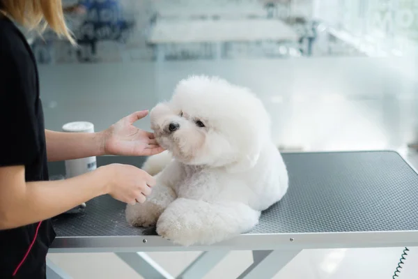 Bichon Fries a un salone di toelettatura di cane — Foto Stock