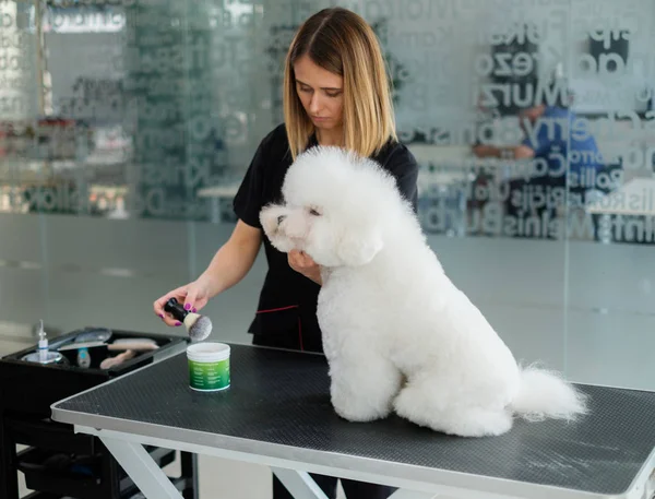 Bichon Fries dans un salon de toilettage pour chiens — Photo