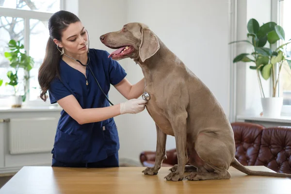 Veterinario cirujano y perro weimaraner en la clínica veterinaria — Foto de Stock