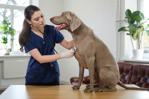Veterinário e cão weimaraner na clínica veterinária — Fotografia de Stock