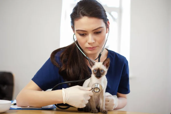 Veterinario cirujano y siamés gato en veterinario clínica — Foto de Stock