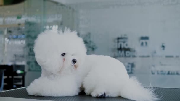 Bichon Fries på en hundgrooming salong — Stockvideo