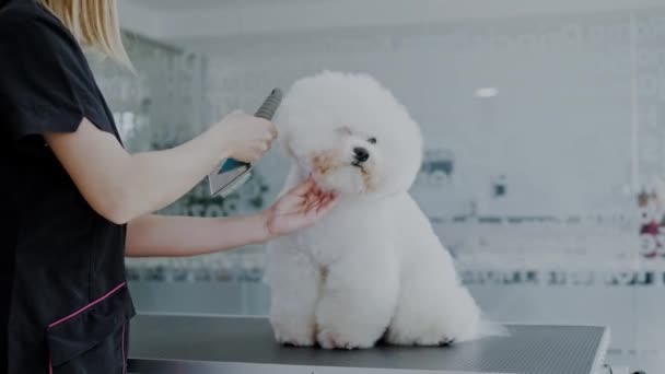 Bichon Fries a un salone di toelettatura di cane — Video Stock