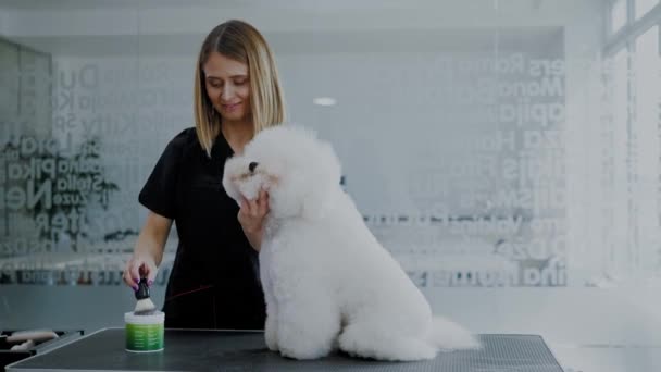 개를 기르는 미용실에서 식 하는 비콘 — 비디오