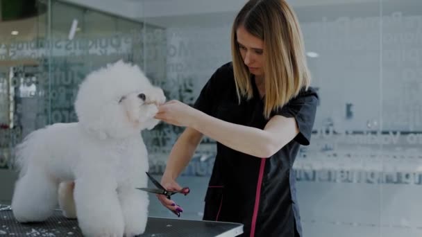 Bichon Fries em um salão de preparação de cães — Vídeo de Stock