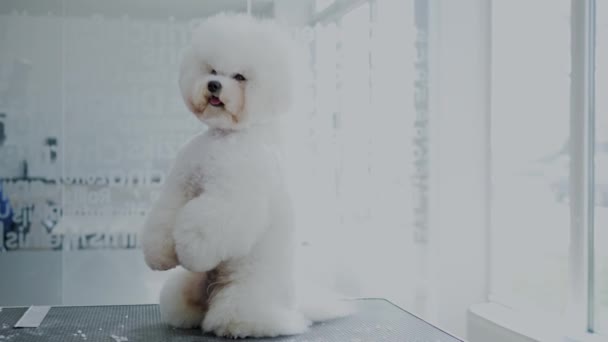 Bichon Fries op een hond grooming salon — Stockvideo