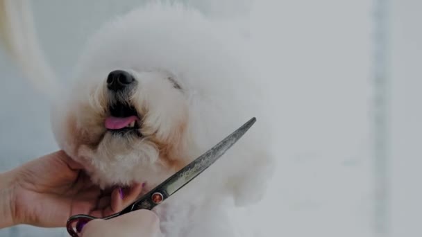 Bichon Fries a un salone di toelettatura di cane — Video Stock