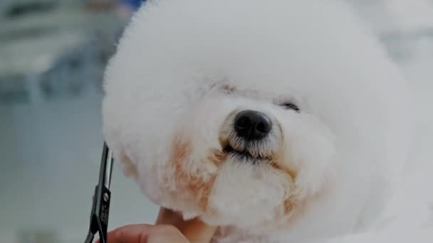 Bichon Fries op een hond grooming salon — Stockvideo