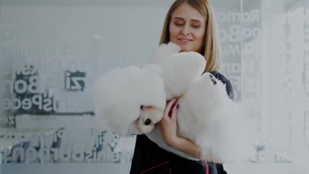 Bichon Fries at a dog grooming salon — Stock Video