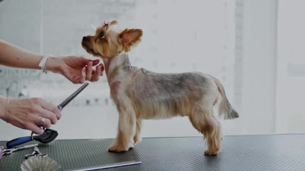 Yorkshire terrier em um salão de preparação de cães — Vídeo de Stock