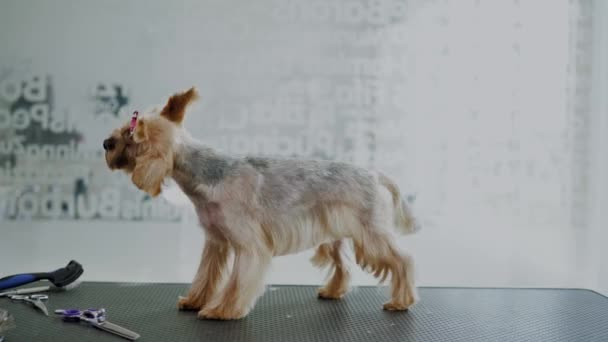 Yorkshire terrier egy kutyakozmetika szalon — Stock videók