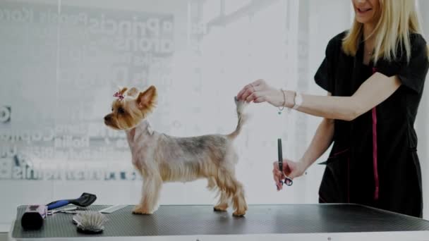 Yorkshire Terriër bij een hond grooming salon — Stockvideo