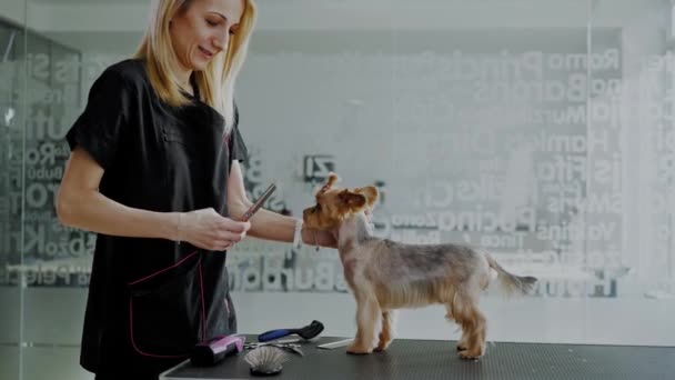 Yorkshire terrier en una peluquería de perros — Vídeos de Stock