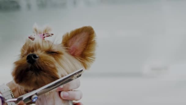 Bir köpek damat salonunda Yorkshire terrier — Stok video