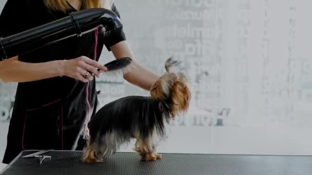 Yorkshire Terriër bij een hond grooming salon — Stockvideo